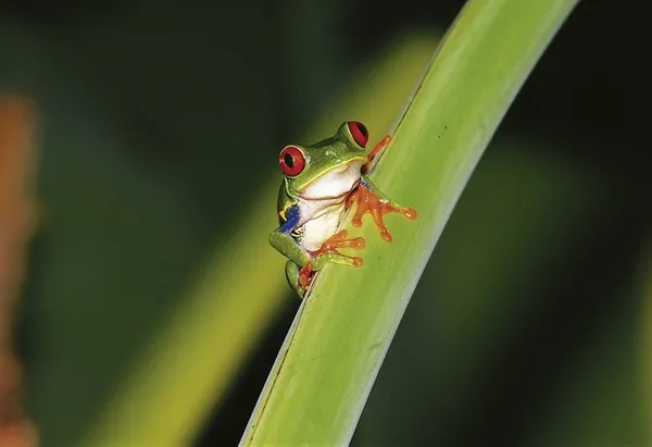 Abenteuer zwischen Vulkan und Regenwald (letzte Nacht in San José),Abenteuer zwischen Vulkan & Regenwald,Abenteuer zwischen Vulkan und Regenwald - letzte Nacht in San José,Abenteuer zwischen Vulkan & Regenwald - San José-San José