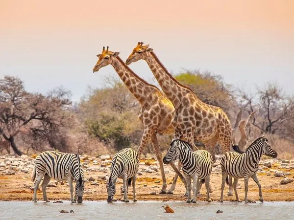 Ausflugspaket Etosha Nationalpark