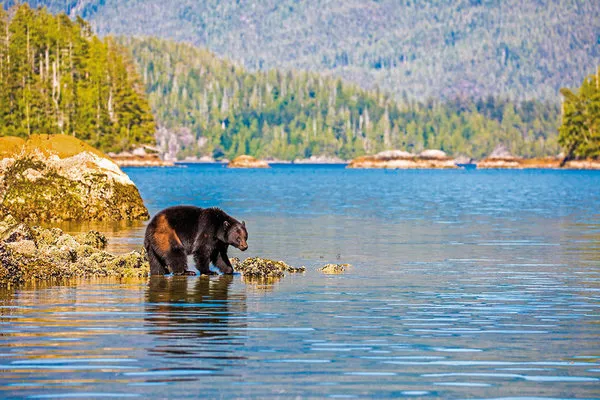 Bären, Wale & Vancouver Island