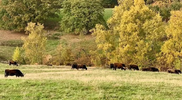 Besotel Ferienwohnungen Und Apartments Erkrath