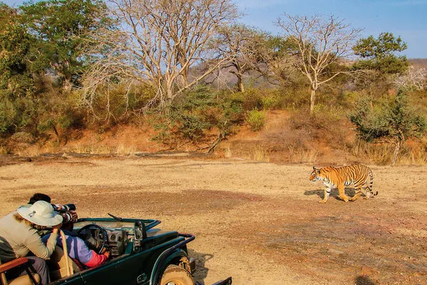 Das Goldene Dreieck Indiens - Kultur & Wildlife