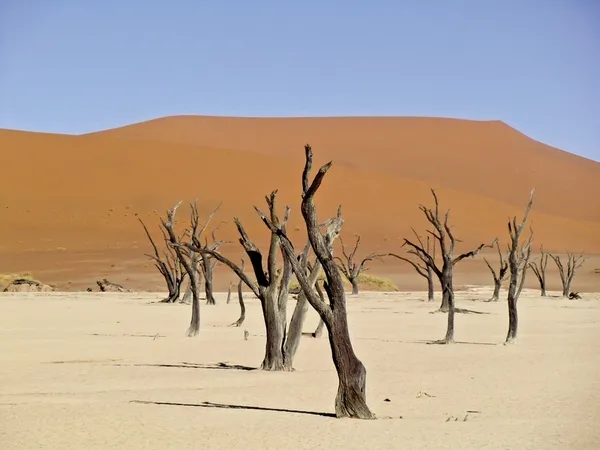 Dünenzauber Sossusvlei