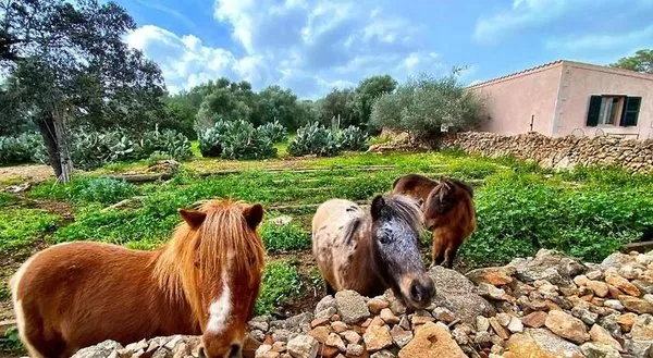 Finca Agroturismo Sa Cova Den Borino