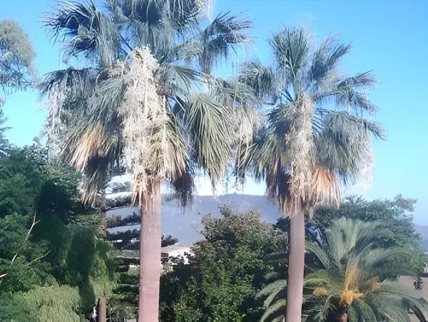 Finca Cas Sant