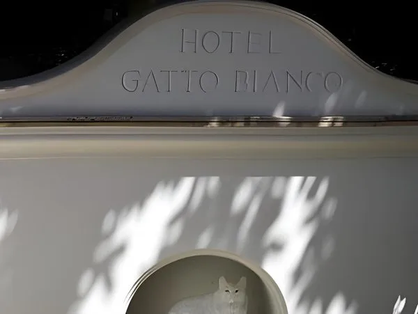 Gatto Bianco