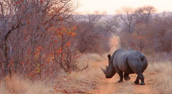 Geigers Camp at Motswari Private Game Reserve
