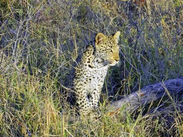 Höhepunkte Mpumalangas (Autoreise)