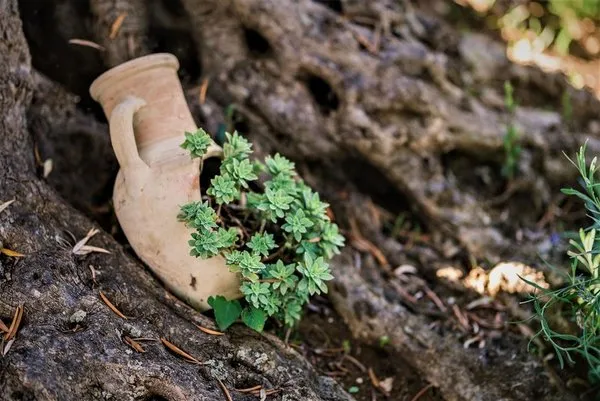 Holiday Park Olive Tree