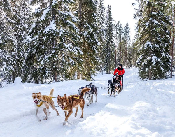 Im Santa Claus Express zum Polarkreis ab/bis Travemünde - Sokos Hotel Vaakuna Rovaniemi