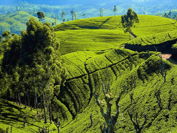 Klassische Sri Lanka Rundreise,TUI Tours: Klassische Sri Lanka Rundreise