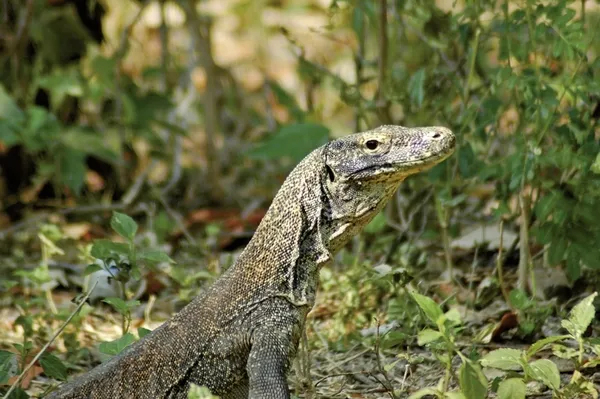 Komodo & Flores zum Kennenlernen (Privatreise),Komodo&Flores zum Kennenlernen Private Tour