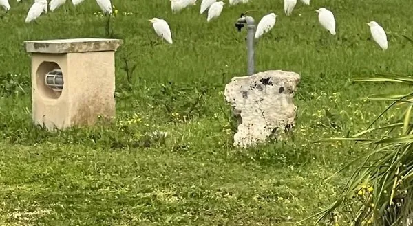 Masseria Gelsi