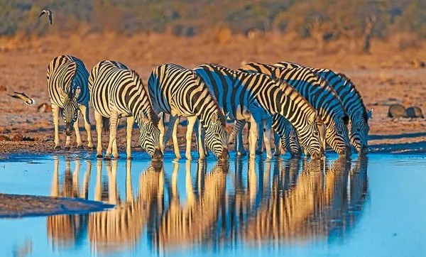 Urlaub in Rund & Erlebnisreisen - Namibia