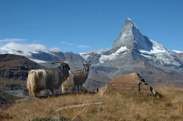 Panoramafahrt durch die Alpen, 3 Sterne/2. Klasse,Panoramafahrt durch die Alpen