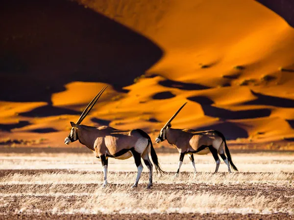 Hotels in Namibia finden