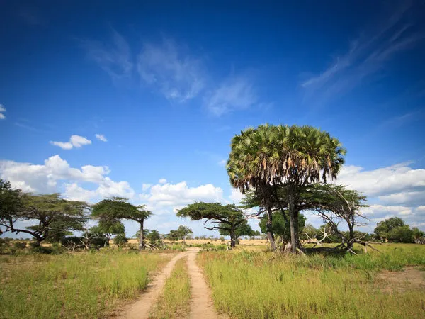Rundreise Selous Fly-in Tansania