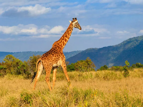 Rundreise Tansania Prestige Safari