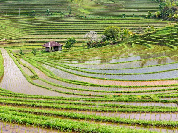 TUI Tours: Ursprüngliches Bali,Rundreise Ursprüngliches Bali in der Kleingruppe,Ursprüngliches Bali
