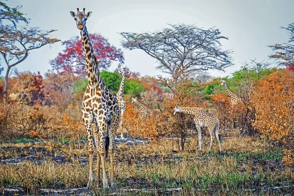 Saadani Safari (2 Nächte),Saadani Safari