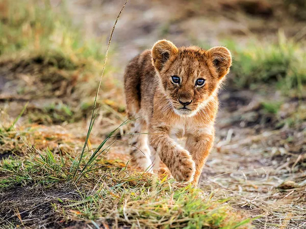 Safari - 4 Tage / Gruppen-Rundreise