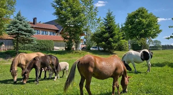 Schwanen