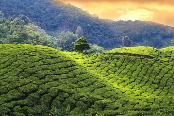 Sri Lanka Boutique - Inselzauber für Genießer und Familien
