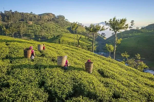Sri Lanka hautnah erleben,Sri Lanka hautnah erleben (Privatreise)