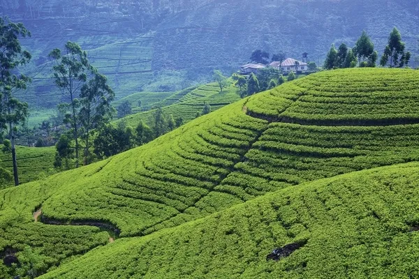 Sri Lanka kompakt (Gruppenreise),Sri Lanka Kompakt
