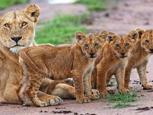 Tansania Safari Highlights - 4 Tage / Privat-Rundreise