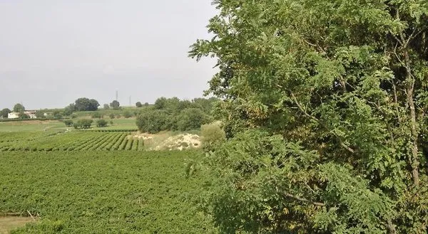 Tenuta San Leone