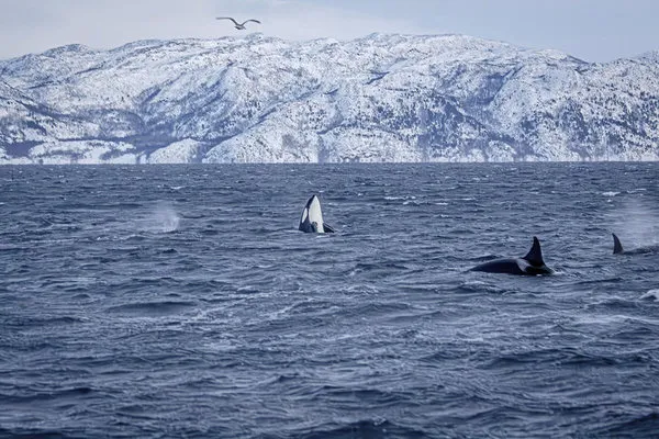 Tromsø - Wale und arktische Inselwelt