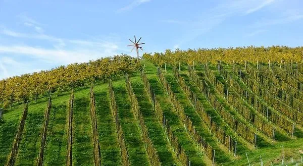 Weingut Zirngast