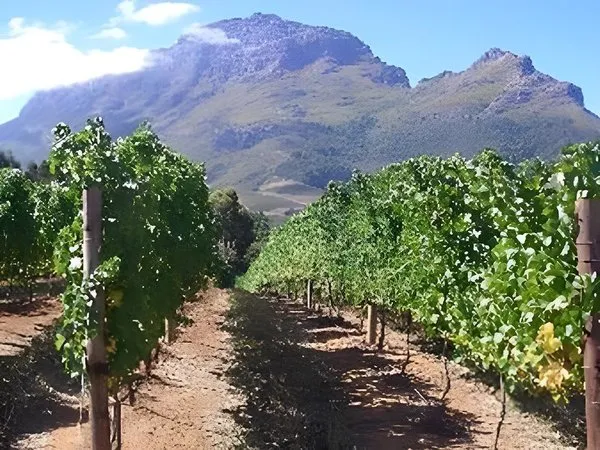 Zorgvliet Vineyard Lodge & Spa