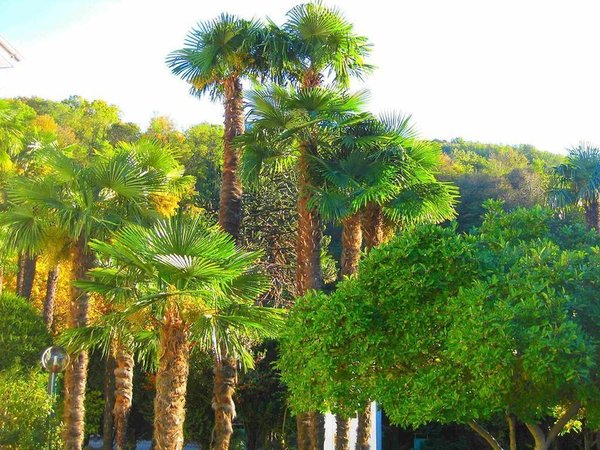 Albergo Gardenia in Caslano