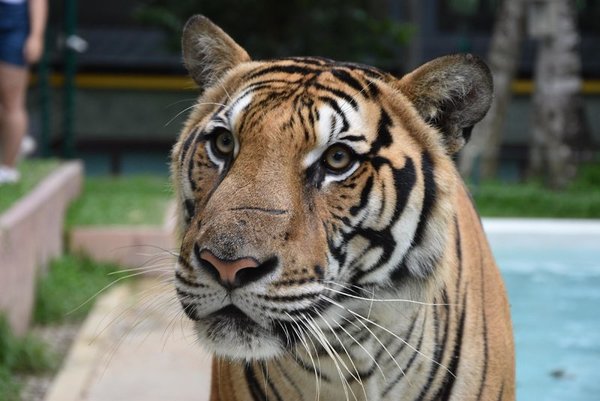 Areca Resort and Spa in Phuket